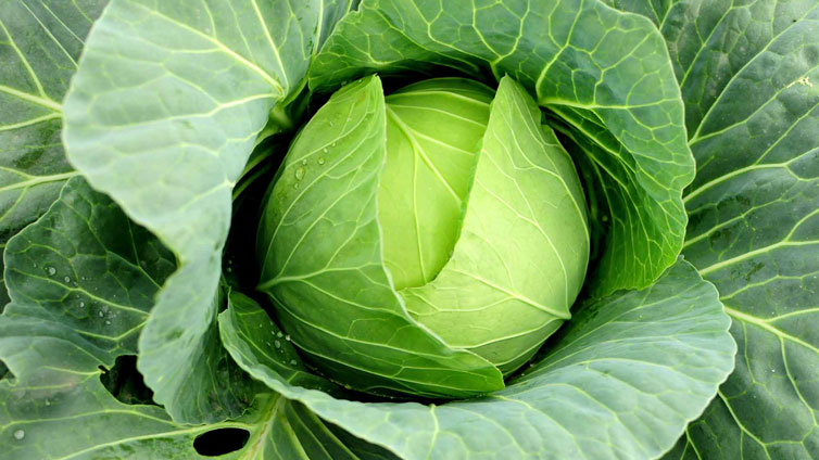 Can Dogs Eat Cabbage? Is Cabbage Good Or Bad For Dogs?