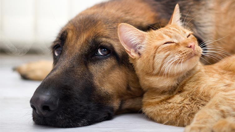 dog-and-cat