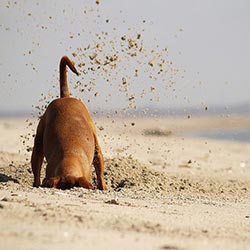 dog-digging-for-fun