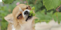 foods bad for dogs