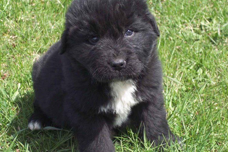 Newfoundland-puppy