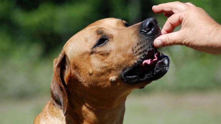 hand feeding a dog