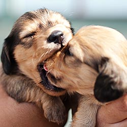 puppies-bitting-each-other