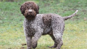 15 dog breeds that don't shed much and are hypoallergenic