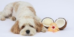 coconut oil for dogs