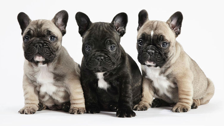 French Bulldog Health Issues (The Definitive Guide