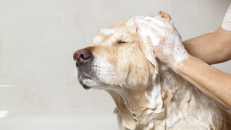 shampoos for dogs