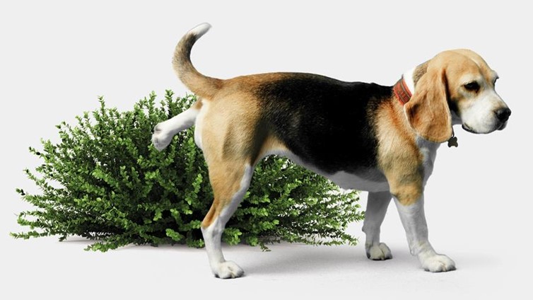 frequent urination in dogs