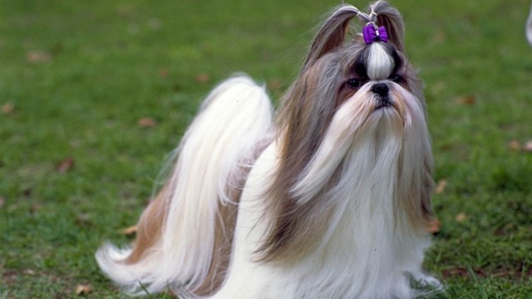 small dog breeds that don't shed