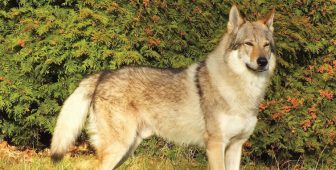 Czech Wolfdog