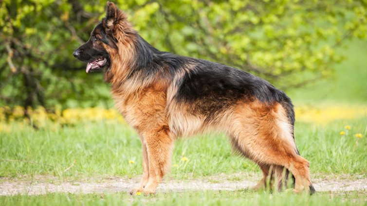 How To Reduce German Shepherd Shedding (6 Easy Ways) - Barking Royalty