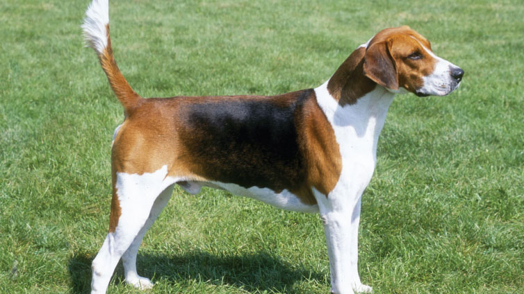 large beagle looking dog