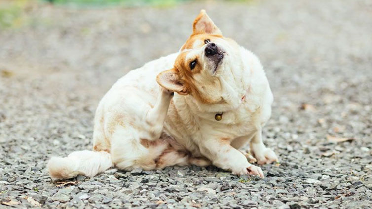 Dog Itchy Skin Causes and Remedies Barking Royalty