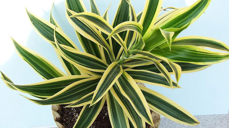 are dracaena plants poisonous to dogs