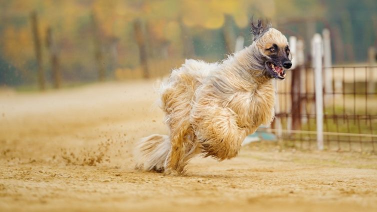 15 Long-Haired Dog Breeds You Need To Know About - Barking Royalty