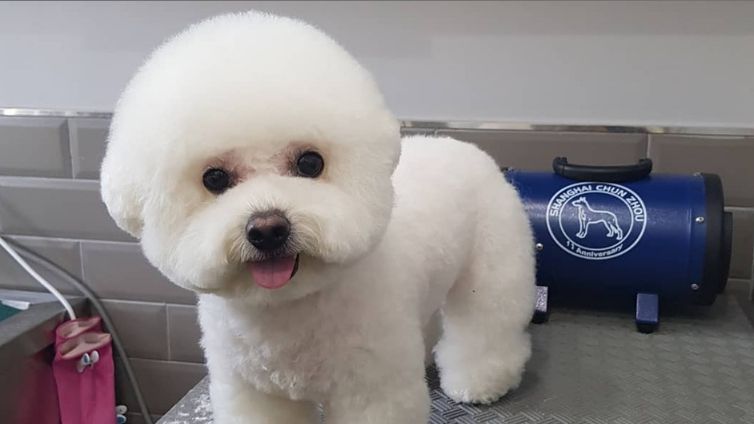 15 Facts You Should Know About Bichon Frise Barking Royalty