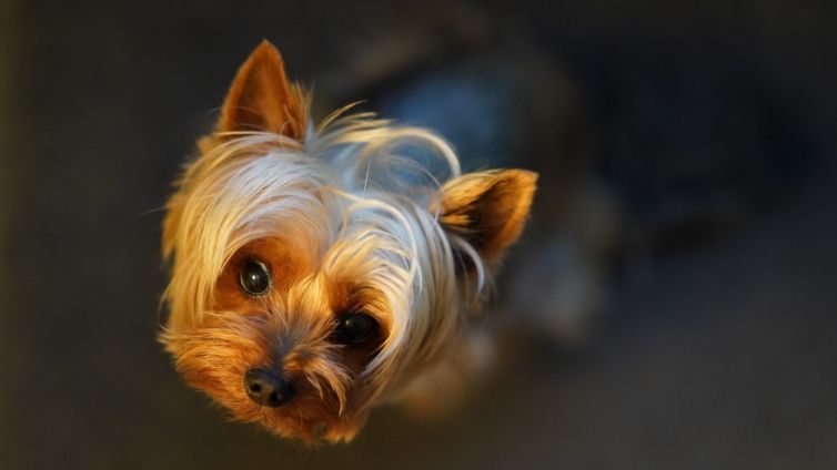 15 Long-Haired Dog Breeds You Need To Know About - Barking Royalty