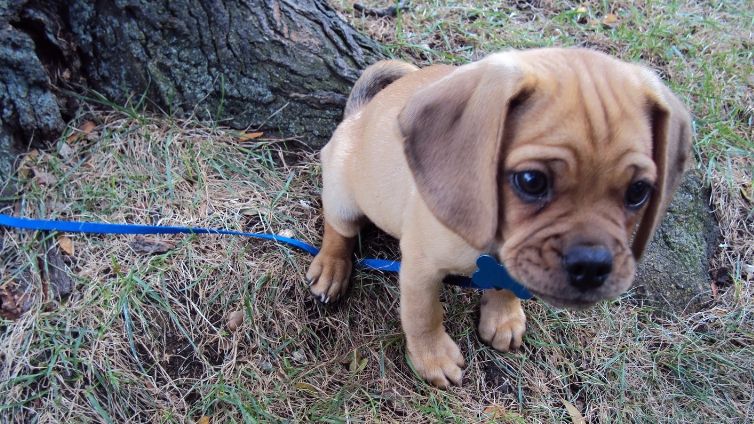 15 Amazing Facts About Puggle Barking Royalty