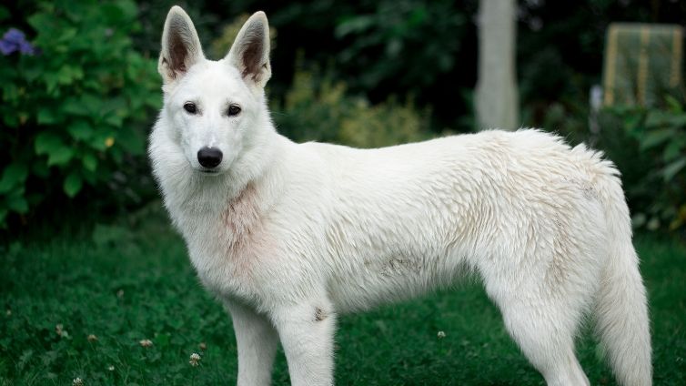 How Intelligent Is A White Swiss Shepherd Dog