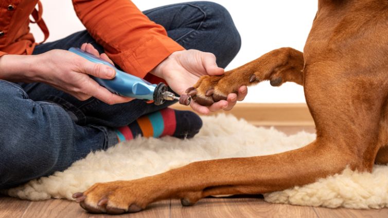 Dog Nail Grinding - Is It Safe And How To Do It Properly? - Barking Royalty