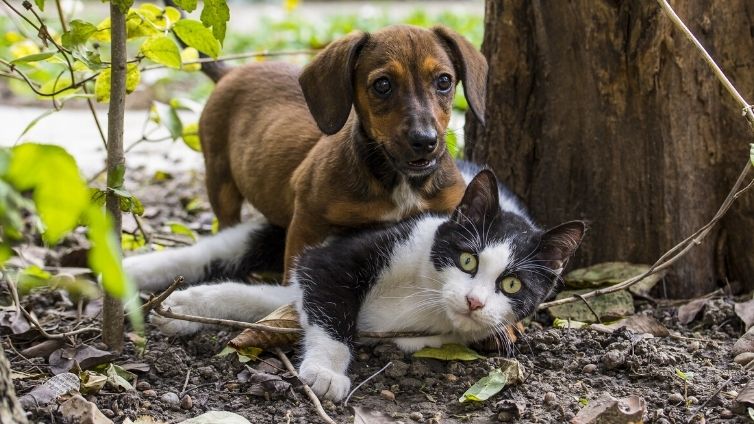 The Best Dog Breeds That Get Along With Cats Barking Royalty